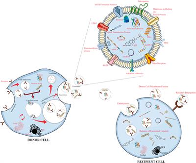 Exosome-encapsulated ncRNAs: Emerging yin and yang of tumor hallmarks